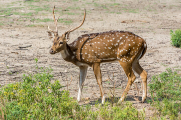 A spotted deer buck with antler at a nature reserve area in Nehru Zoological Park, Hyderabad, India
