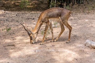 The blackbuck (Antilope cervicapra), also known as the Indian antelope, is an antelope native to India and Nepal