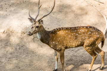 Naklejka na ściany i meble A spotted deer buck with antler at a nature reserve area in Nehru Zoological Park, Hyderabad, India