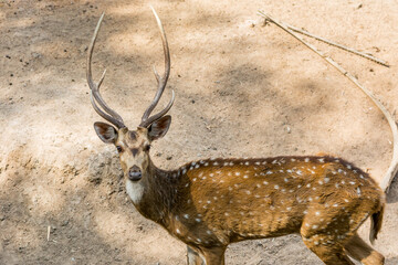 A spotted deer buck with antler at a nature reserve area in Nehru Zoological Park, Hyderabad, India