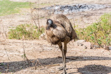 A big emu bird sleeping in Nehru Zoological Park Hyderabad, India