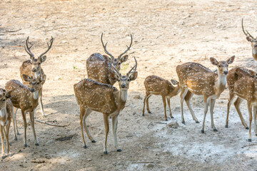 A bunch of spotted deers buck with antler in the Nehru Zoological Park, Hyderabad, India