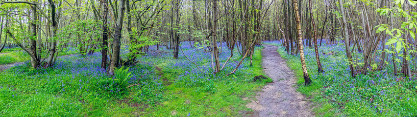 A panorama view across a Bluebell woods in Kent, UK wood in springtime