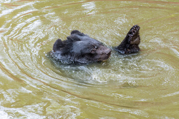Fototapeta premium Himalayan or Asiatic black bear swimming in the pond in Nehru Zoological Park Hyderabad, India