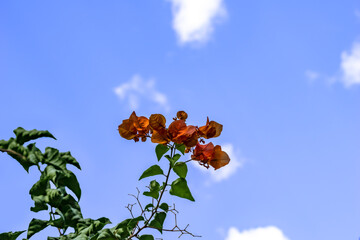Stem of blooming Bougainvillea glabra with orange bracts, isolated on blue sky background. Floral...
