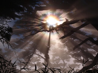 Obraz na płótnie Canvas crepuscular rays through hemlock branches