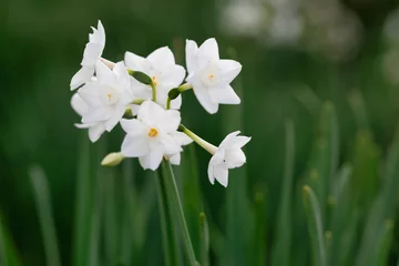  Close up of colored white daffodils swaying in the wind. Narcissus flowers in the garden. © Lenti Hill