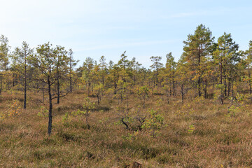 Big swamp wetlands Kemeri national park, Latvia. Travel concept