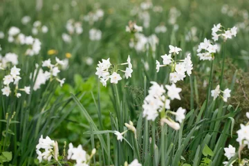 Foto op Canvas Close up of colored white daffodils swaying in the wind. Narcissus flowers in the garden. © Lenti Hill