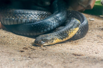 Black and yellow king cobra snake clawing in the zoo in Nehru Zoological Park Hyderabad, India
