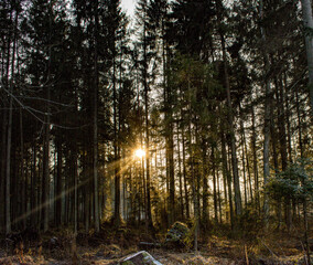 sun between the trees.games of the sun in the forest