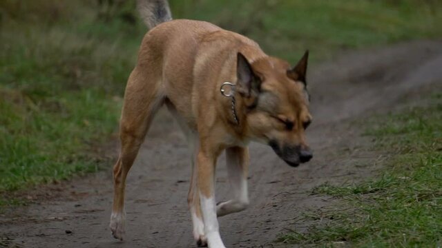 red dog for a walk, slow motion