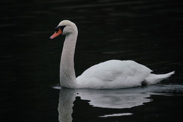 Einzelner Höckerschwan, Cygnus olor,  auf einem See 