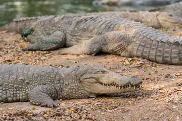 Closeup of marsh Crocodiles at nature reserve area in the Nehru Zoological Park, Hyderabad, India.