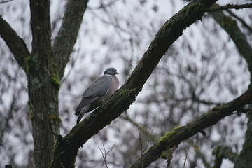 Einzelne auf einem Ast sitzende Ringeltaube (Columbidae) in der freien Natur