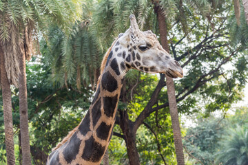 Fototapeta premium an African giraffe ( Giraffa camelopardalis), an African even-toed ungulate mammal, the tallest living terrestrial animal and the largest ruminant in Nehru Zoological Park India.