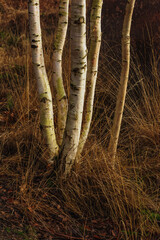 Birch tree trunks in tall yellow grass.