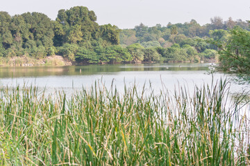 Landscape of lakeside, green grass, and trees in Nehru Zoological Park, Hyderabad, India