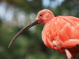 roter Scharlachsichle, portrait mit grünem hintergrund, Eudocimus ruber