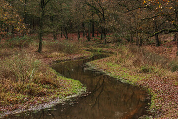 Small river in an autumn woodland.