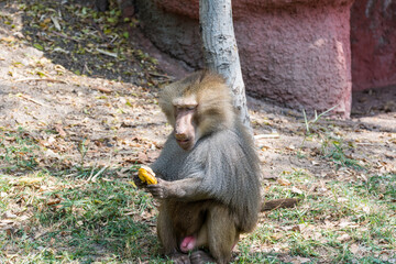 A hungry adult male hamadryas baboon eating banana in the Nehru Zoological Park, Hyderabad, India.