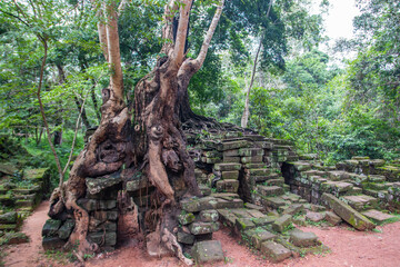 Fototapeta na wymiar Tree roots from the Angkor Archaeological Park, located in northern Cambodia, Siem Reap