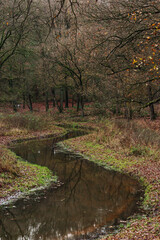 Fototapeta premium Small river in an autumn woodland.