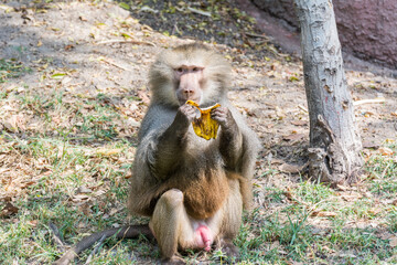 A hungry adult male hamadryas baboon eating banana in the Nehru Zoological Park, Hyderabad, India.