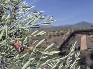 Close up olive tree branch with ripe olives ready for harvesting