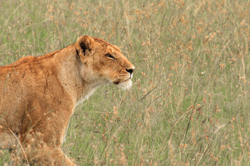 Lioness in the grass.