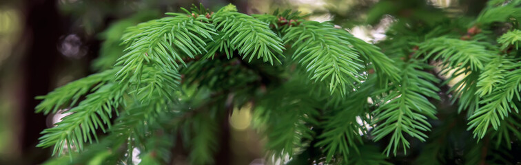 Christmas fir tree branches green