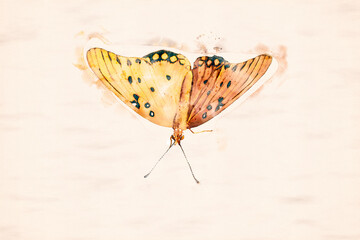Fototapeta na wymiar Butterfly in watercolor.