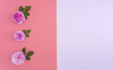 three rosebuds on a pink and white background.Flat lay, top view.