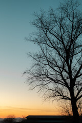 Obraz na płótnie Canvas sunset of tree