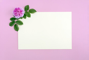a rose flower and a piece of paper on a pink background. Flat lay, top view.