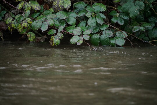 Brombeer Blätter am Ufer eines reißenden Flusses in grünen und beigen Farbtönen