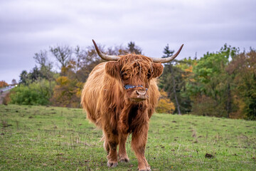 Long-haired brown longhorn highland cattle on meadow in hessen, germany