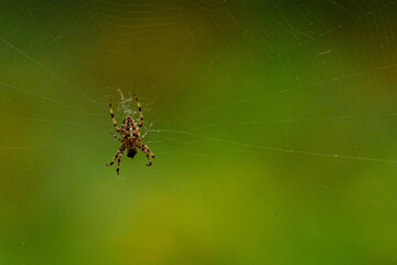 Cross spider in the center of the spider web