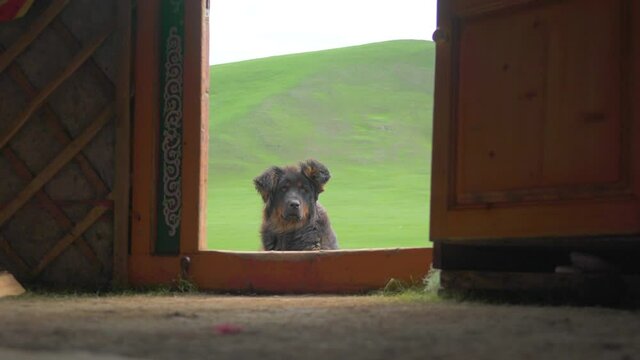 Black shepherd dog in strong windy Siberian climate.Grassland prairie moorland meadow&nbsp;wold pasture steppe plateau tableland lowland plain Mongolia Mongolian Siberian Siberia Central Asia ger tent 4K.