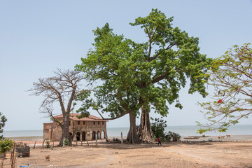Fototapeta na wymiar Antigua mansión junto a un gran árbol en Albadarr, río Gambia