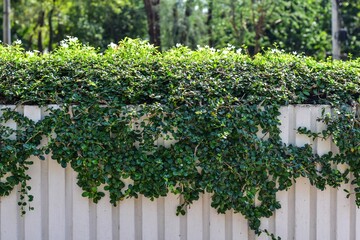 Fototapeta premium Cement wall, white garden with beautiful green plants.