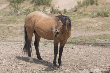 Naklejka na ściany i meble Wild Horse in Spring in the Utah Desert