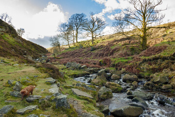 Obraz premium river in the mountains