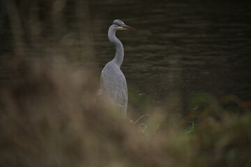 Erwachsener Graureiher (Ardea cinerea) an einem Ufer eines Flusses stehend und auf Beute wartend.