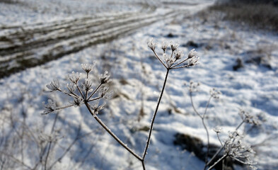 Frozen and snowy natural plants in beautiful winter