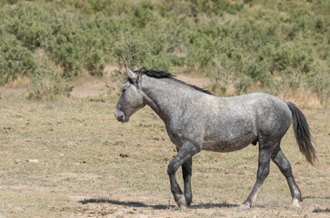 Fototapeta premium Wild Horse in Spring in the Utah Desert