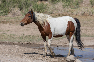 Obraz na płótnie Canvas Wild Horse in Spring in the Utah Desert
