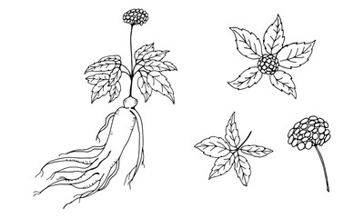 Drawing of leaves and root of ginseng. Ginseng root and berry vector drawing. A sketch of a medicinal plant. Linear graphic design. Black and white image. 