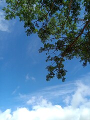 sky and tree
