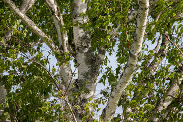Large Birch Tree in Summer Foliage